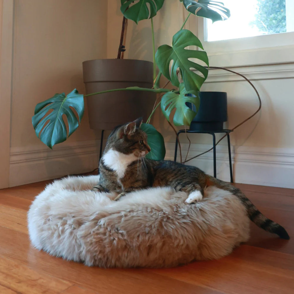 PET BED